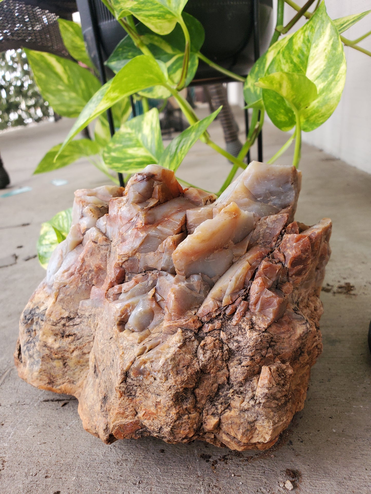 Petrified Wood - 8 lbs