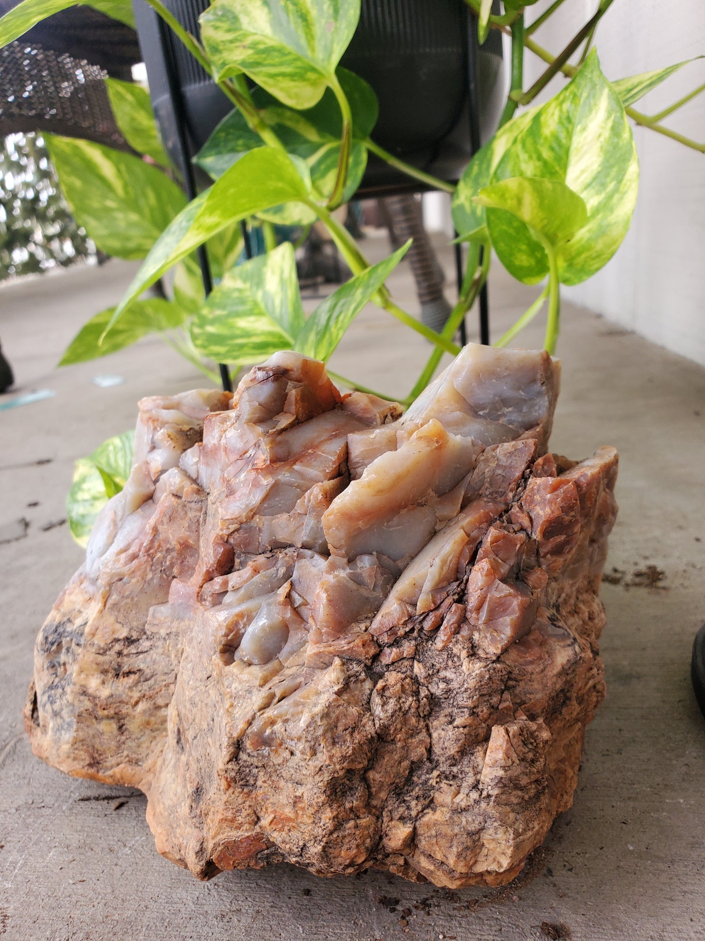 Petrified Wood - 8 lbs