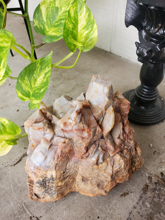 Petrified Wood - 8 lbs