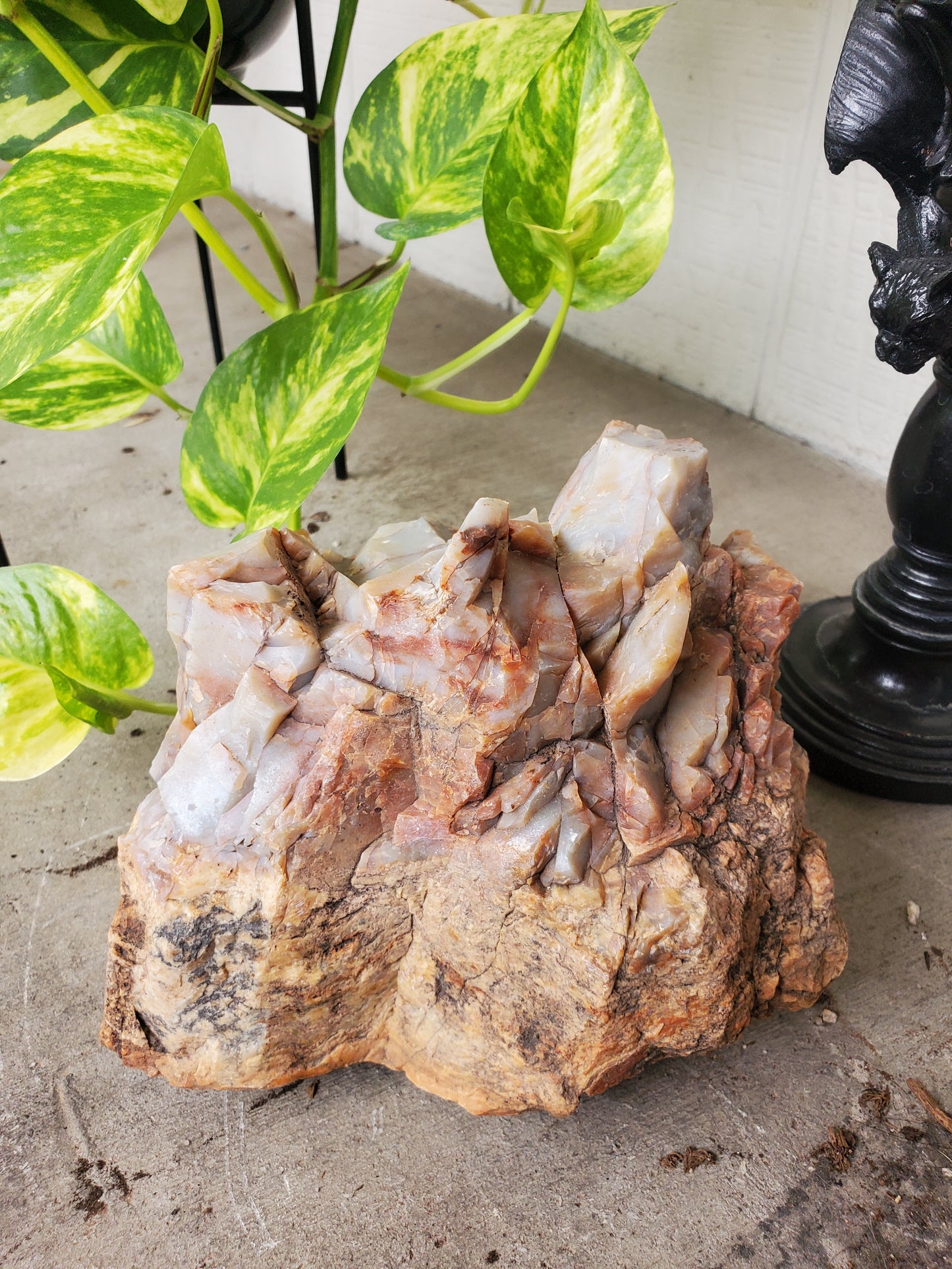 Petrified Wood - 8 lbs